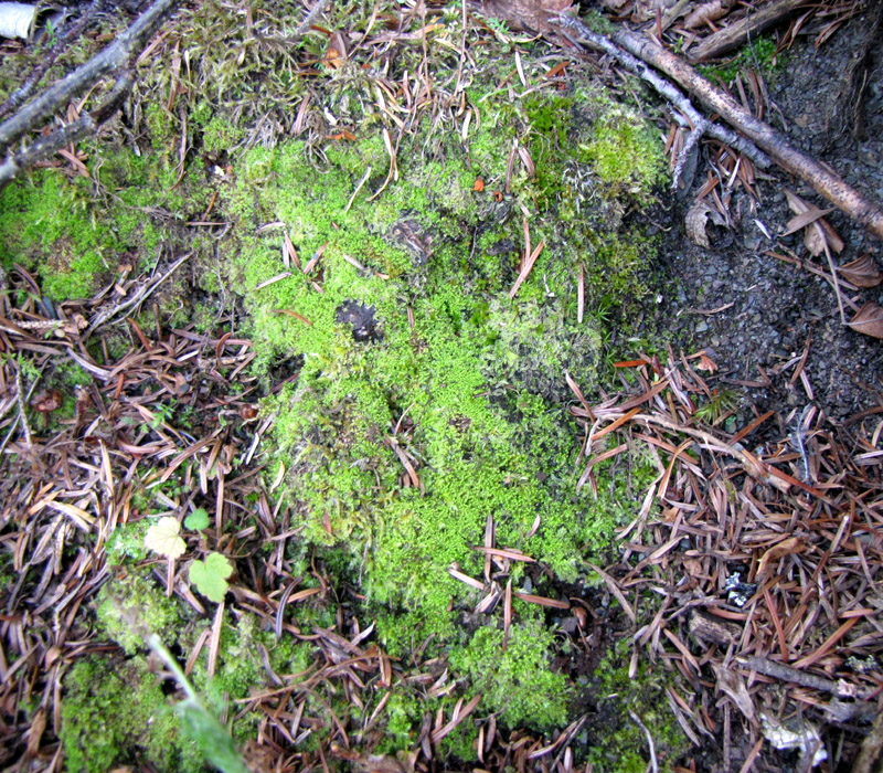 Lophozia ascendens